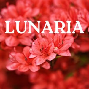LUNARIA - heilsame Berührung von Frau zu Frau