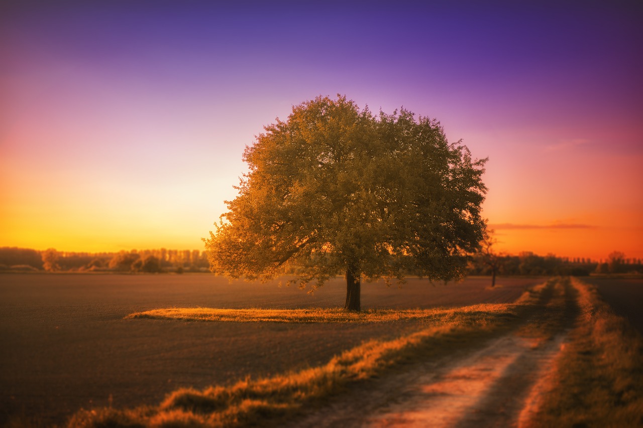 tree, landscape, silence, sunset, afterglow, multicoloured, nature, eve, heaven, dirt road, tree, landscape, silence, silence, silence, silence, silence, sunset, nature, dirt road, dirt road, dirt road